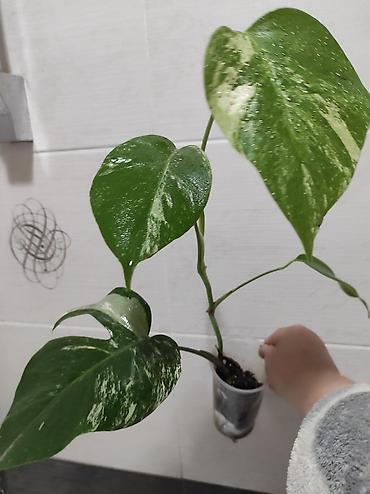 Монстеры: Монстера Альба Монстера Тайское Созвездие, черенки и взрослые цены — 17