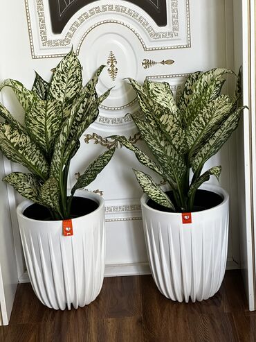 Другие комнатные растения: Продаю комнатные цветы! Зелёные, красивые, ухоженные — выращены с — 2