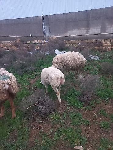 Qoyunlar, qoçlar: Salam heyavanlar satılır 3dənə balalı 1dənə tək 2si birinci qarın 2si — 3