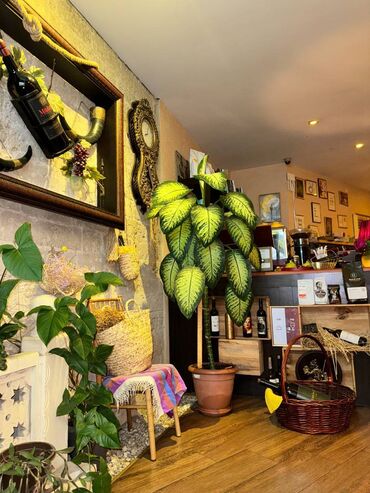 Kommersiya daşınmaz əmlakının satışı: Здравствуйте, предлагается к вашему вниманию готовый бизнес — ресторан — 13