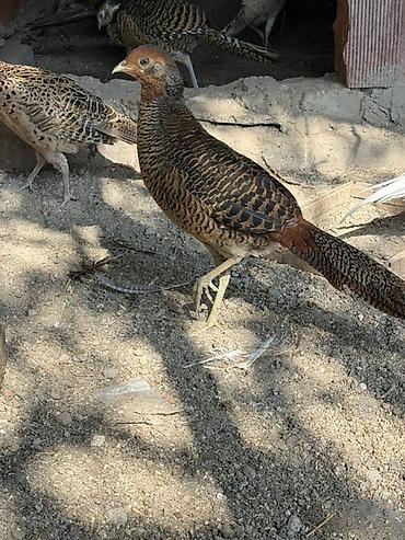 20 l su: Qizli qirqovul xoruz 

- — 1