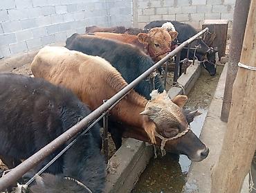 Коровы, быки: Продаю | Бык (самец) | На откорм — 3