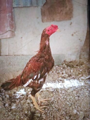 Xoruzlar: Məhsul: Uzunboyun döyüş tipi xoruz (fotoşəkillərdəki) Təsvir: - — 9