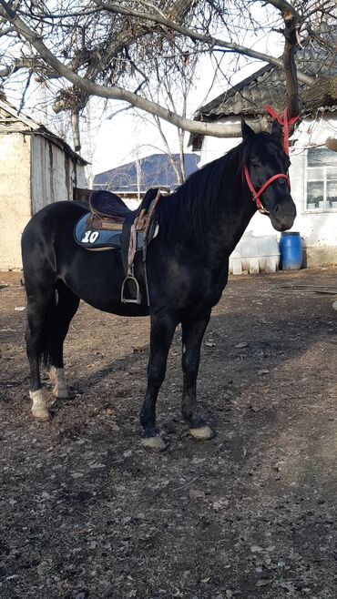 Лошади, кони: Продаю | Конь (самец) | Конный спорт — 1