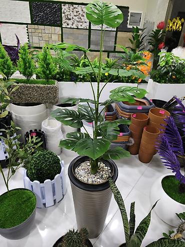 ваза красная: Monstera üslubunda süni dekorativ bitki – hündür vazonda - Realistik — 1