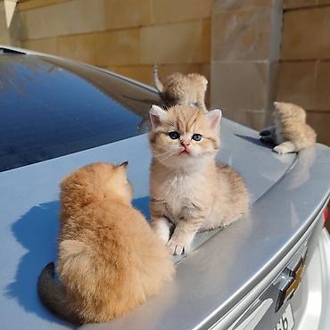 Pişiklər: Britan — 8