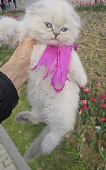 Pişiklər: Şotland yasti qulaq colir point erkey bala satişdadi.Fevralin 1 i — 5