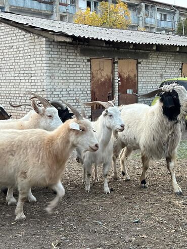 возьму кошку в добрые руки: Сатам | Эчки (ургаачы) | Көбөйтүү үчүн | Асыл тукумдуу