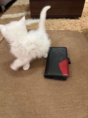 отдам даром котенка бишкек: 2 месяца, Мальчик — 2