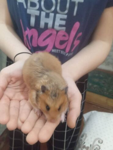 Gəmiricilər: Salam. Disi xomyak satilir. Qefesle birge. Qefesde gorduyunuz her sey -da lalafo.az — 3 Gəmiricilər: Salam. Disi xomyak satilir. Qefesle birge. Qefesde gorduyunuz her sey — 3