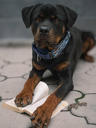 услуги кинолога: ДРЕССИРОВКА СОБАК | 🐶 Гарантия результата Опыт работы с собаками — 4 — 4