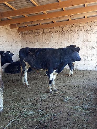 Коровы, быки: Продаю | Бык (самец) | На откорм — 4