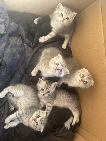 Продажа кошек: СРОЧНО, в связи с переездом! Очаровательные котята 💕 ✅ Трое с