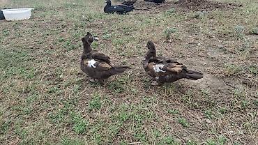 ordəyi: Muscovy ördəkləri (indoutka) – müxtəlif rənglərdə - Cins: Muscovy — 1