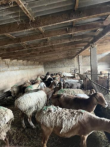 Продам с/х животных: Продаю | Овца (самка) | На забой, Для разведения — 1