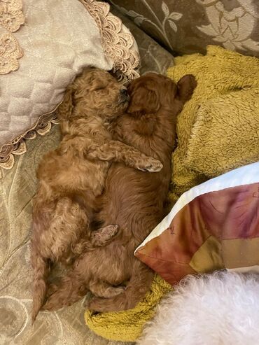 mini pomeranian qiymeti: Pudel, 2 ay, Erkek, Ünvandan götürmə