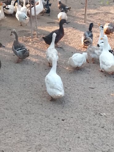 Ördəklər: Satılır: ördək sürüsü - Növlər və rənglər: ağ, qara, boz, qəhvəyi və — 2