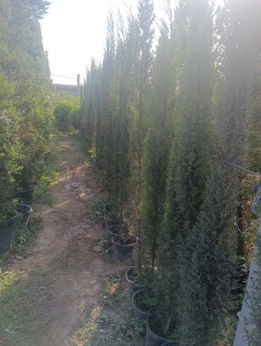 Landşaft işləri: Dekarativ agaclarin satişi çatrlme ekme odenişludir qazon torf — 18