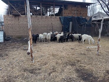 Козы, козлы: Продаю | Коза (самка) | Для разведения | Племенные — 11