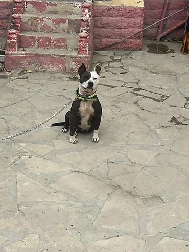 dişi it adlari azeri: Pitbul, 3 il, Dişi, Ünvandan götürmə — 2