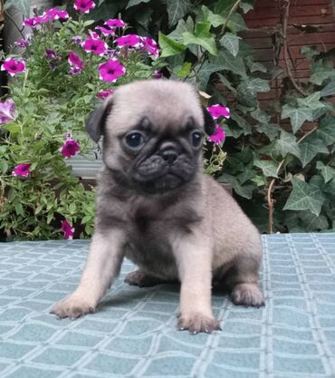 četka za mačke na paru: MOPS stenad MOPS stenad,visokokvalitetna,struçno odnegovana,uredno