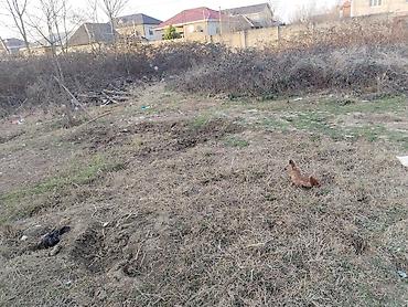 Torpaq sahələrinin satışı: 1 sot, Biznes üçün, Barter mümkündür, Kupça (Çıxarış) — 7