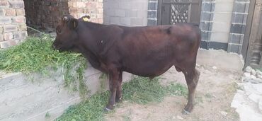 айширская корова: Продаю | Бык (самец) | На откорм