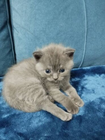 Продажа кошек: Британская короткошёрстная, 1 месяц, Мальчик, Голубой, Метис, Приучена к лотку — 3