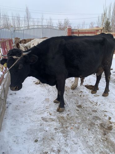 Коровы, быки: Продаю | Корова (самка) | Алатауская, Симментальская | На откорм, Для разведения, Для молока | После отела — 10