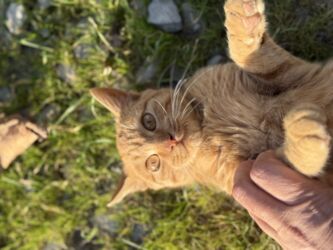 отдам котёнка в добрые руки: Самка, В добрые руки