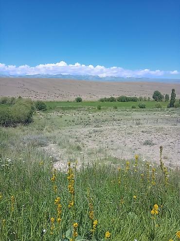 Продажа дач: Жакшы жер мал бакканга ылайыкту кызыл китеби бар жердикида уйдукуда — 12