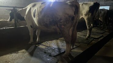 бельгийские бычки: Продаю | Корова (самка) | Голштин | Для разведения, Для молока | Стельные