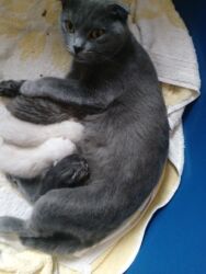 Pişiklər: Şotland, Dişi, Yaxşı əllərə, Ünvandan götürmə -da lalafo.az — 7 Pişiklər: Şotland, Dişi, Yaxşı əllərə, Ünvandan götürmə — 7