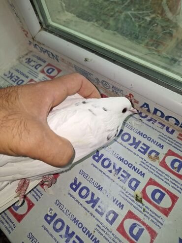 ayagi xinali qus: Ağ rəngli bəzək göyərçinləri – cütlük - Tam ağ lələk örtüyü, baş və