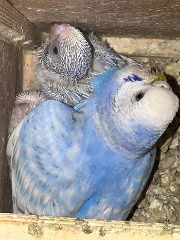 Hazır cüt Erkəy Maya ve İki sağlam balası ilə birlikdə qəfəs qarışıq lalafo.az -da Hazır cüt Erkəy Maya ve İki sağlam balası ilə birlikdə qəfəs qarışıq
