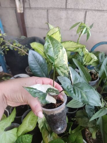 Другие комнатные растения: Продаются комнатные цветы. Токмок — 10