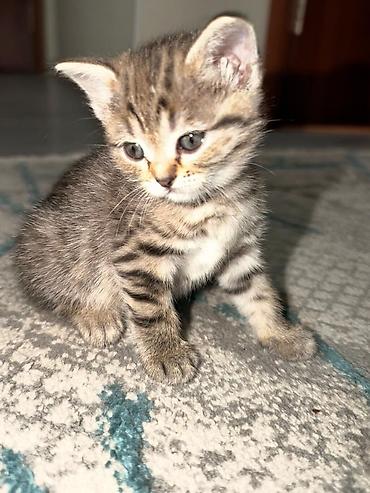 Кошки: Британская короткошёрстная, 1 месяц, Мальчик, Биколор, Метис — 8