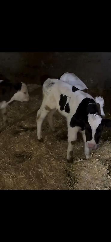 Dana, buzov: Satış üçün buzovlar - Növ: südlük/dana növü, qarışıq ləkəli rənglər — 8