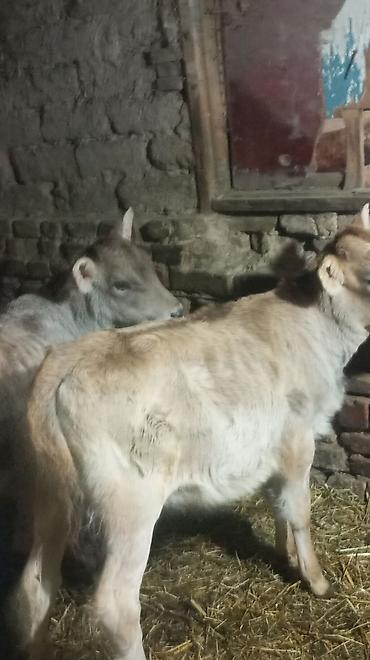 Коровы, быки: Продаю | Тёлка — 3