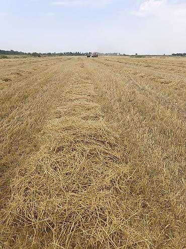 Зерновые культуры: Яровой ячмень, сорт „Космос " второй репродукции. Урожай 2025 — 12