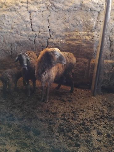 Баран, овца: Продаю | Овца (самка) | Для разведения | Матка — 3