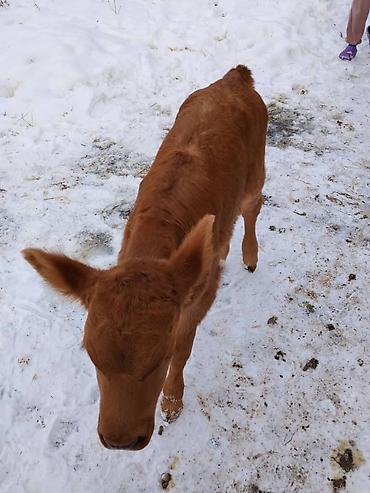 Коровы, быки: Продаю | Тёлка, Музоо, торпок | Для разведения, Для молока | Искусственник — 5