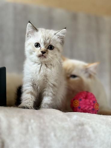 ragdoll: Dişi, Erkək, Yaxşı əllərə, Ödənişli çatdırılma, Ünvandan götürmə — 1