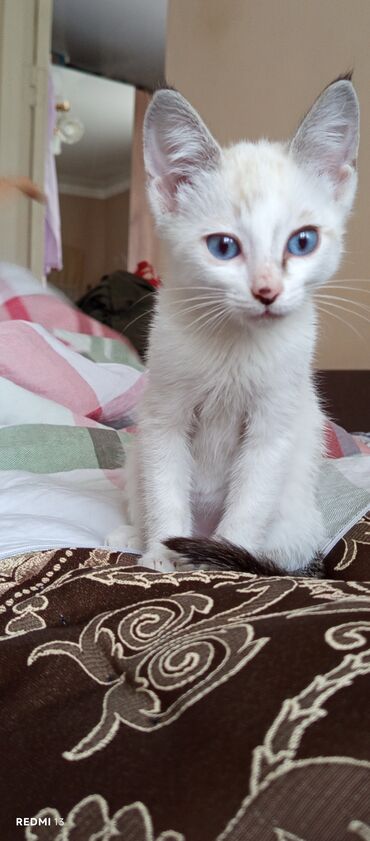 во сколько месяцев кастрировать кота: Мышык бекер берилет: Породасыз, 2 айлык, Эркек, Лотокко барууга үйрөтүлгөн, Аргын