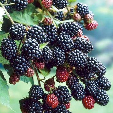 Ежевика: Ежевика Оптом, Бесплатная доставка, Самовывоз — 12