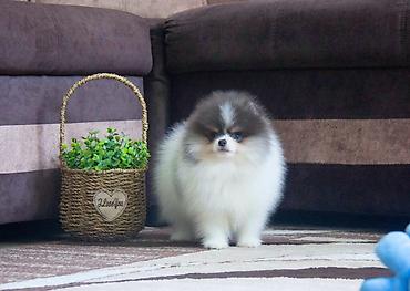 Продажа собак: Шпиц, 3 месяца, Самец, С прививкой at lalafo.kg — 12 Продажа собак: Шпиц, 3 месяца, Самец, С прививкой — 12