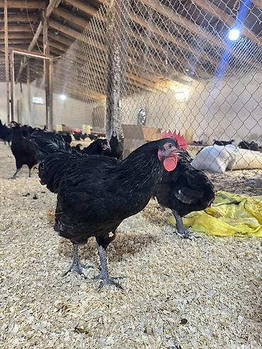 heyrati xoruzu: Xoruz, il: <1, Ünvandan götürmə, Pulsuz çatdırılma, Rayonlara çatdırılma — 1