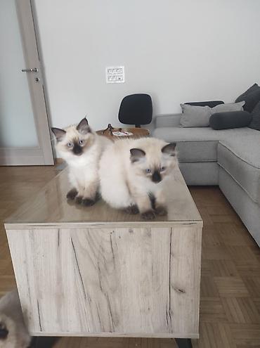 Mačke: Ragdoll mačići – blue point rođeni 02.04. - Prelepi ragdoll mačići sa — 7