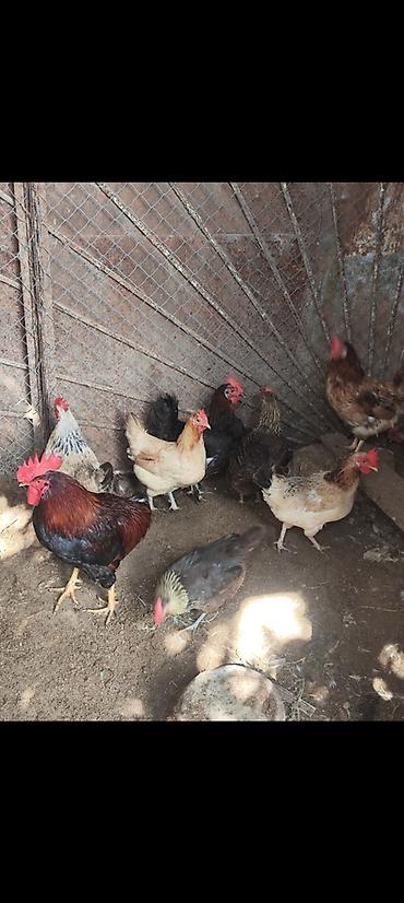Куры: 🐔 YUMURTUYAN TOYUQLAR SATILIR! 🥚 10 ədəd yumurtuyan toyuqdur. Toyuqun — 2