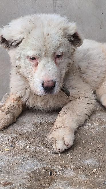 İtlər: Alabay — 10